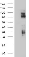 CD44 Antibody