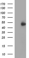 IFNGR2 Antibody