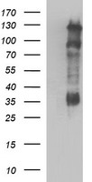 CD44 Antibody