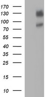 CD44 Antibody