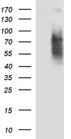 CD44 Antibody