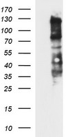 CD44 Antibody