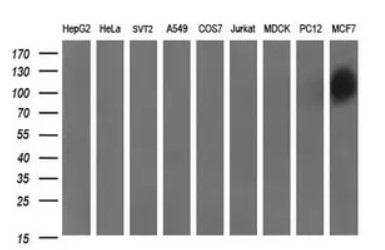 CD44 antibody