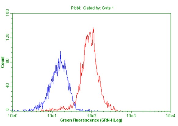 CD44 Antibody