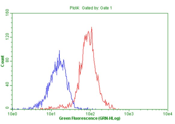 CD44 antibody