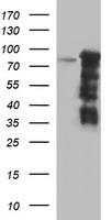FOXP1 Antibody