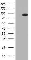 FOXP1 Antibody
