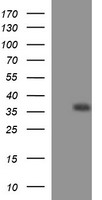 EPCAM Antibody