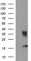 EPCAM Antibody