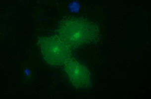 EPCAM Antibody