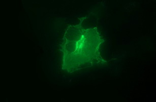 EPCAM Antibody