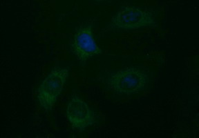 EPCAM Antibody