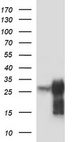 ACTH Antibody