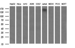 CD45 Antibody