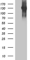 CD45 Antibody