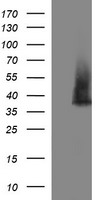 Synaptophysin Antibody