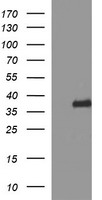 Synaptophysin Antibody