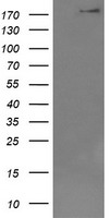 DOCK8 Antibody