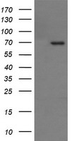 TP73 Antibody