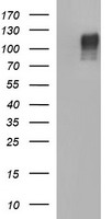 CD22 Antibody