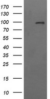 CD22 Antibody