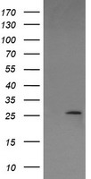 LGALS3 Antibody