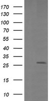 LGALS3 Antibody