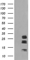 LGALS3 Antibody