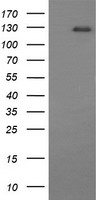 CD163 Antibody