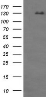 CD163 Antibody
