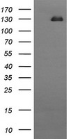 CD163 Antibody
