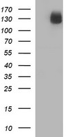 CD163 Antibody