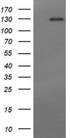 CD163 Antibody