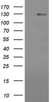 CD163 Antibody