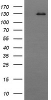 CD163 Antibody
