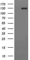 CD163 Antibody