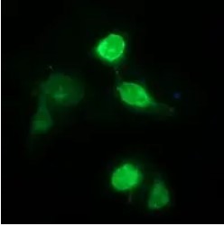 CD163 Antibody