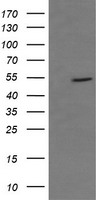 CD36 Antibody