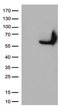 CD33 Antibody