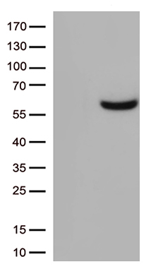 CD33 Antibody