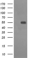 CD33 Antibody
