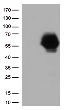 CD33 Antibody
