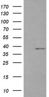 CD33 Antibody