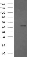 FCGR1A Antibody