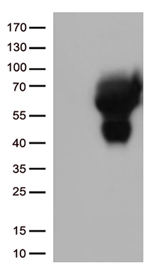 CD33 Antibody