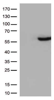 CD33 Antibody