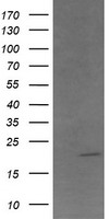 ANAPC11 Antibody