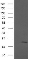 ANAPC11 Antibody