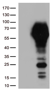 CD33 Antibody