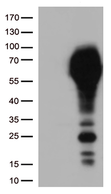 CD33 Antibody